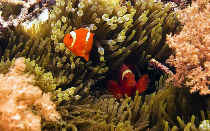 Two clownfish in a sea anemone habitat