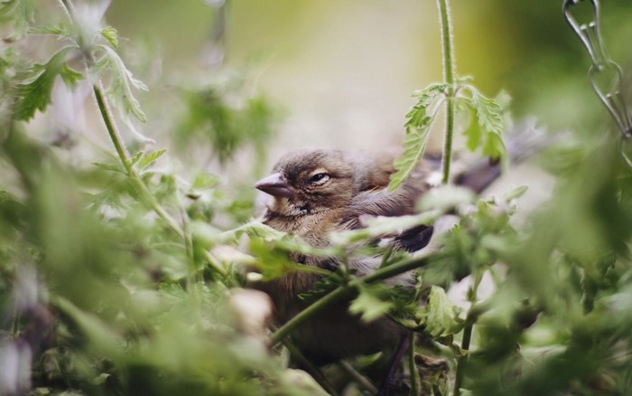 A small bird rests among green plants
