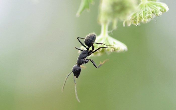 Black ant on a green plant