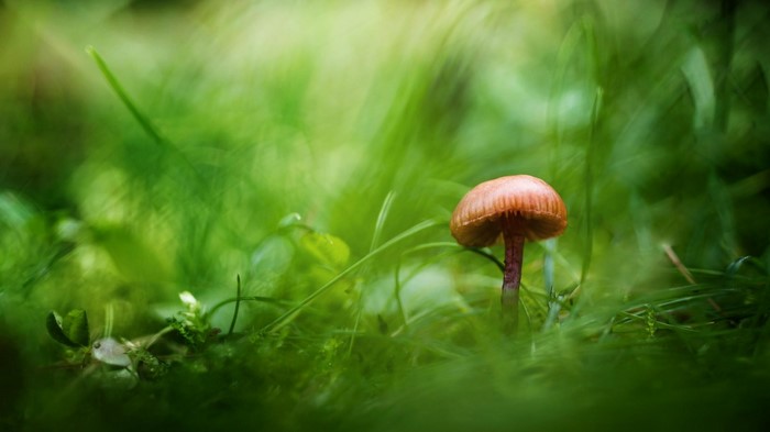 Close-up of a mushroom in green grass