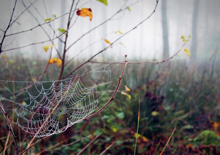 Spider web with dew drops on a branch in a foggy forest