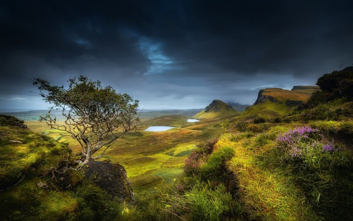 Tree on a cliff overlooking a valley with lakes and mountains