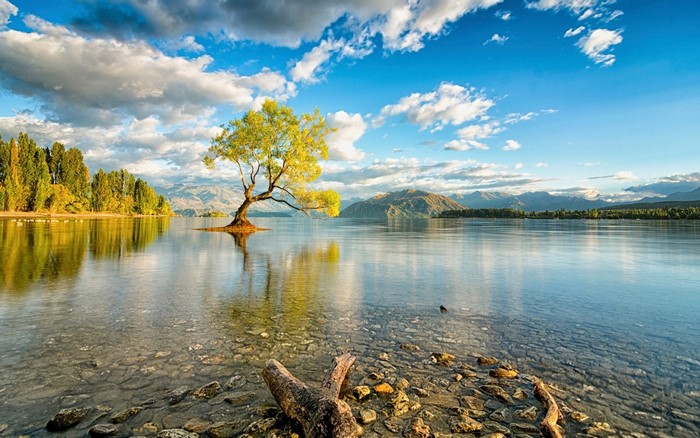 Lone tree in a lake with mountains and clouds