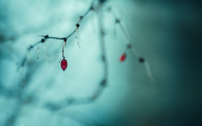Red berry on a thorny branch in winter