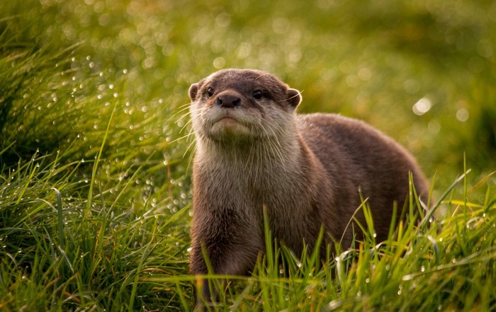 Otter in wet grass with bokeh background