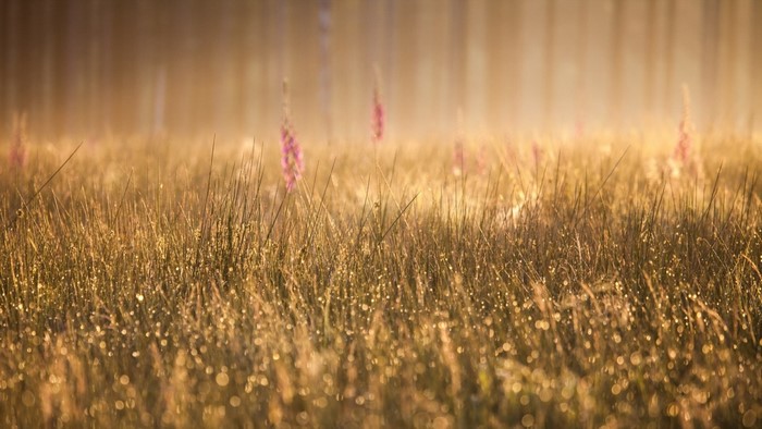Sunlight on grass with pink flowers in mist