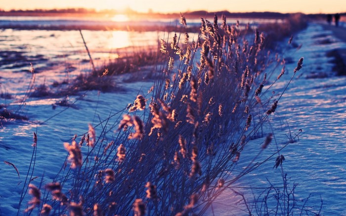 Winter sunset over a snowy landscape with reeds
