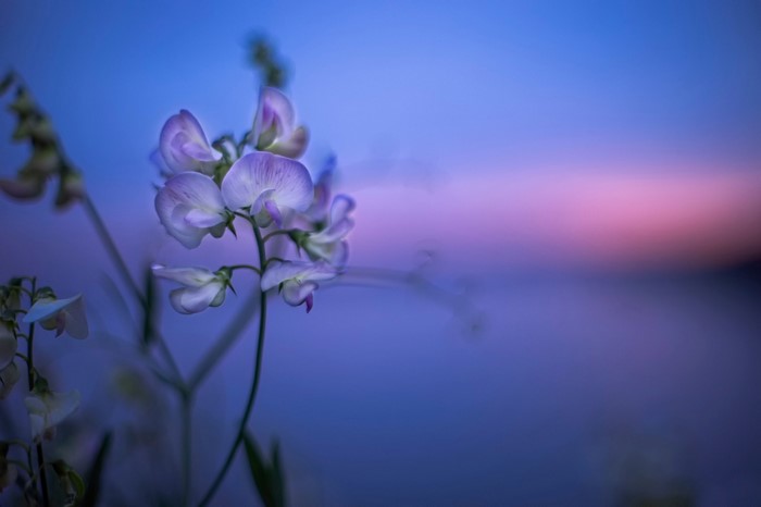 Close-up of purple and white sweet pea flowers at dawn