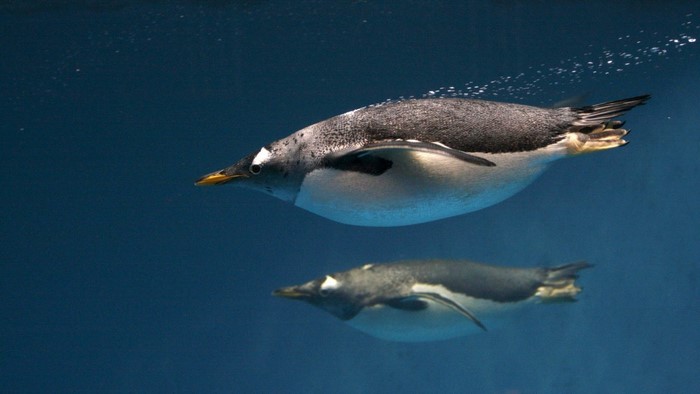 Underwater Penguins Swimming Gracefully