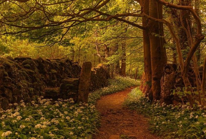 Sunlit forest path with stone wall and wildflowers