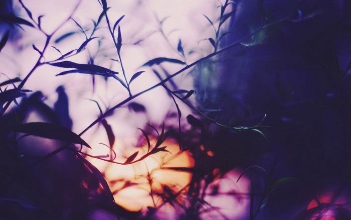 Purple and blue plants with sunlight filtering through