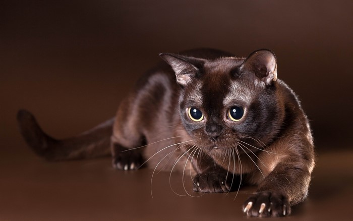 Brown Burmese cat with large eyes