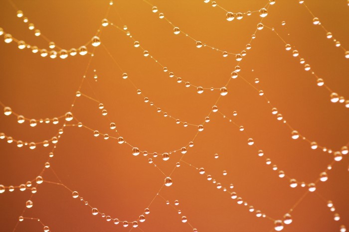 Spider web with water drops, macro photography
