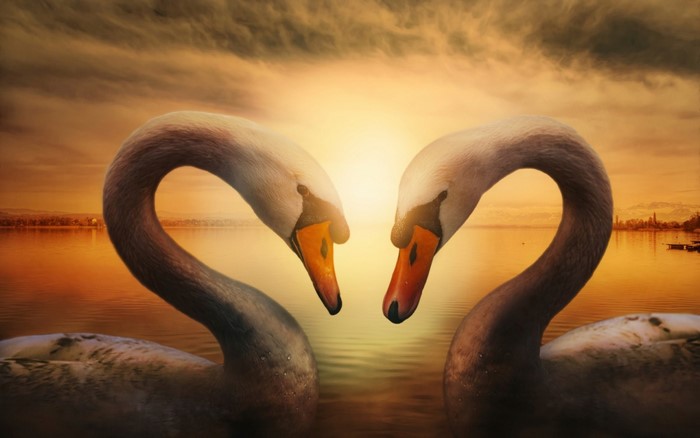 Two swans forming a heart shape at sunset