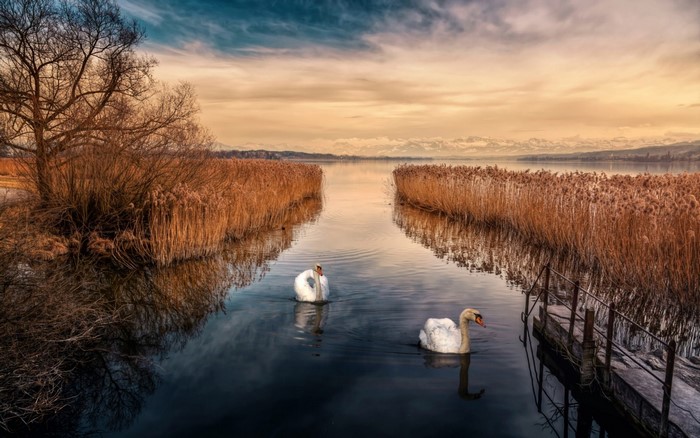 Two swans swimming in a lake with reeds and mountains
