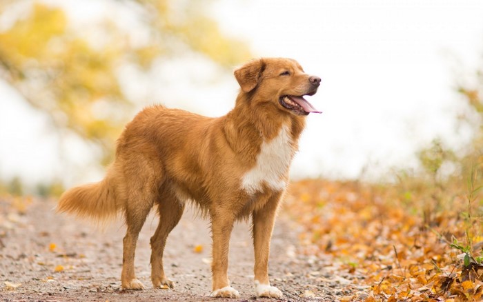 Nova Scotia Duck Tolling Retriever dog in fall