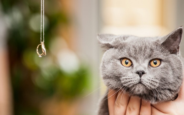 Gray cat with yellow eyes and a ring on a string