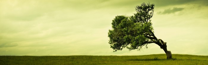 A lone tree bent by the wind on a grassy hill