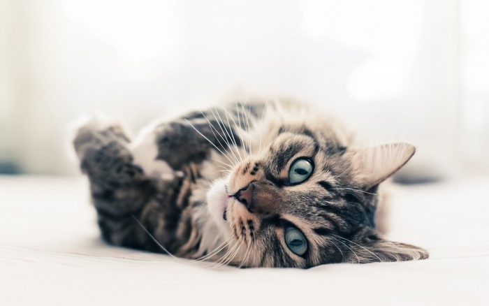 Tabby cat with blue eyes lying on its back