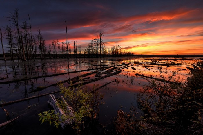 Sunset over a swamp with dead trees and reflections