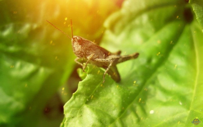Grasshopper on a green leaf with sunlight