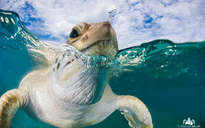 Sea turtle surfacing for air in the ocean