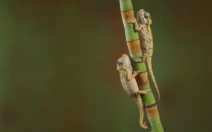Two chameleons climbing a green plant stem