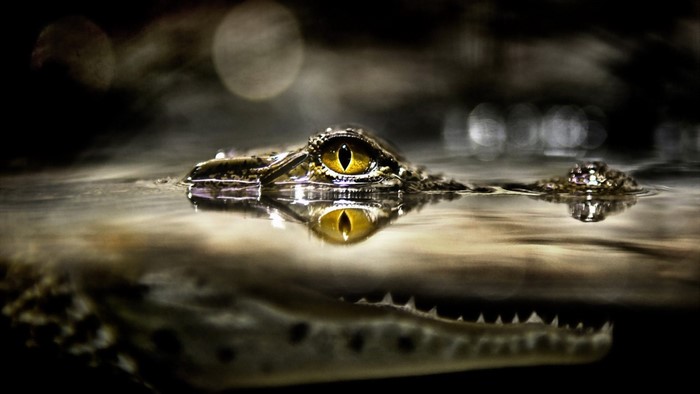 Close-up of a crocodile's eye reflected in water