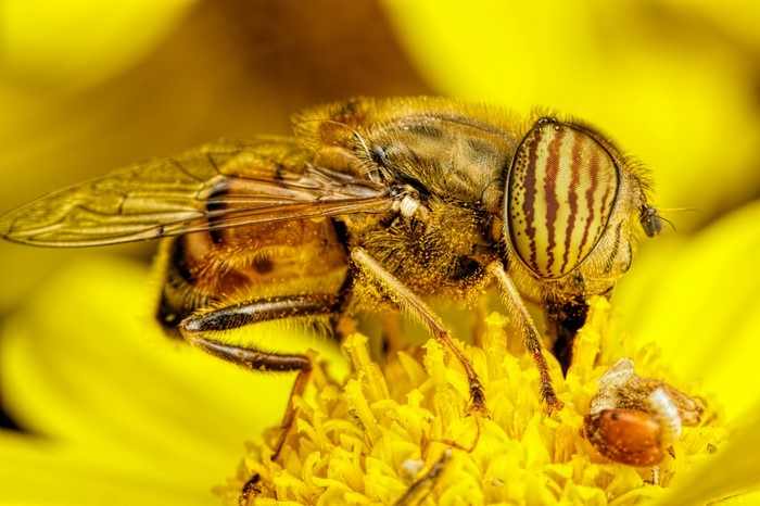 animals, photography, macro, insect, yellow, pollen, bees, Fly, diptera ...