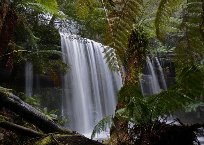 Waterfall flowing through a dense forest with ferns