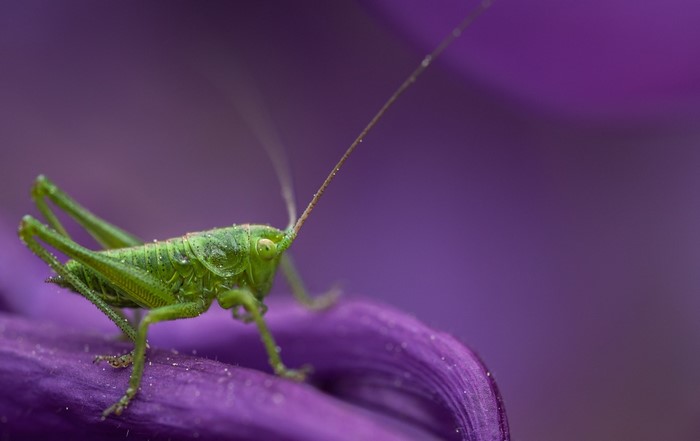 Green grasshopper on a purple petal