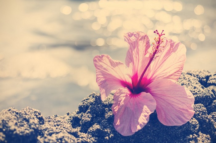 Pink hibiscus flower on dark rocks with bokeh background