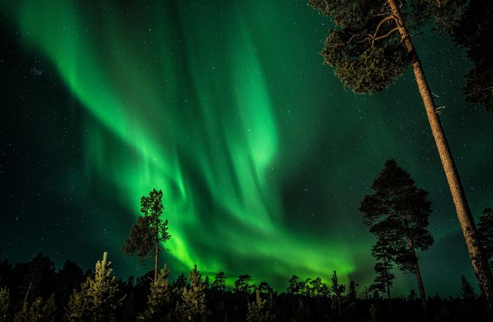 Green Aurora Borealis over a forest at night