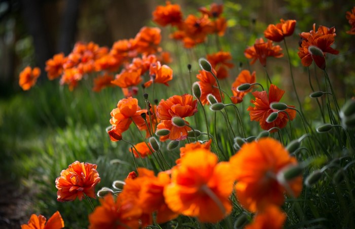 Orange poppies in a field with green grass