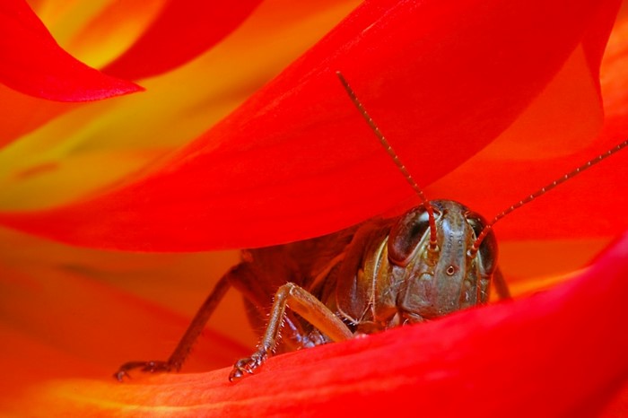 Grasshopper hiding in red flower petals