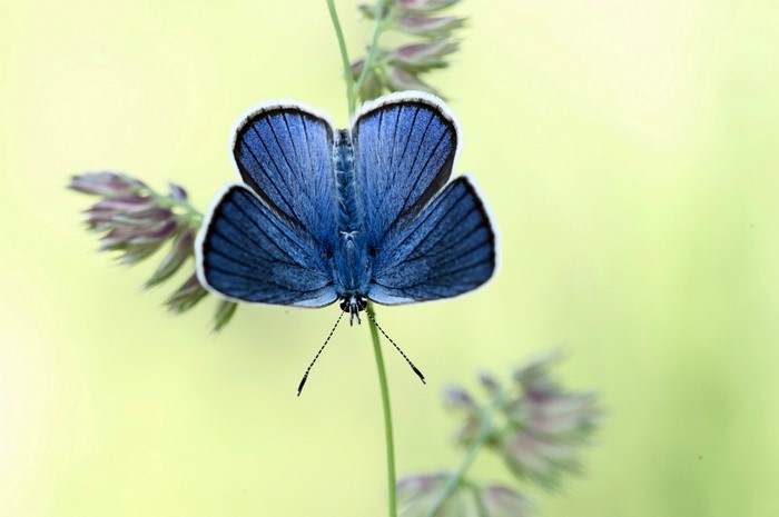 Close-up of a blue butterfly on a plant stem