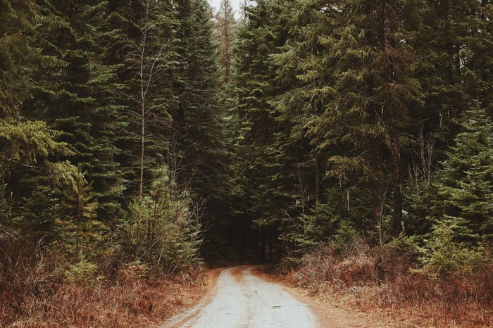 Dirt road through a dense evergreen forest