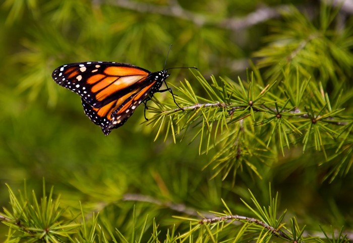 Monarch butterfly on a pine branch