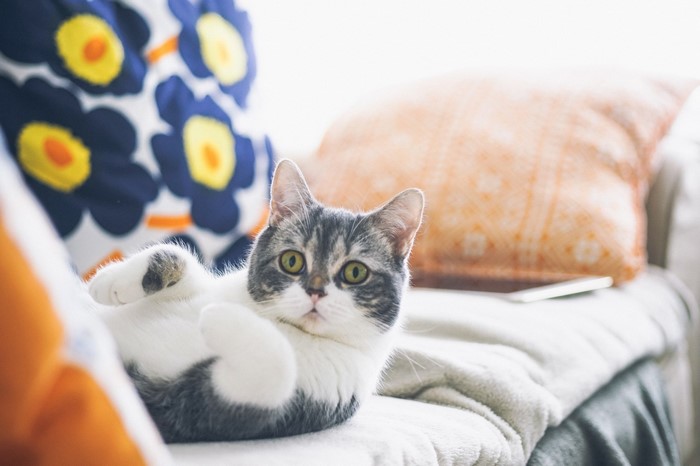 A cat lying on a couch with pillows