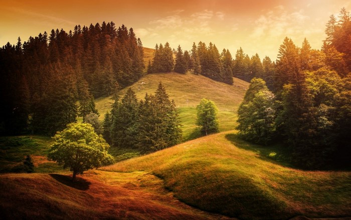 Sunlight over a forested hillside at sunset