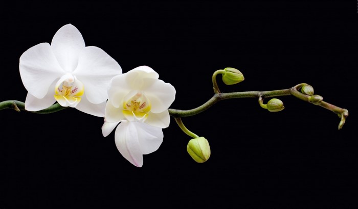 White orchids with buds on a black background