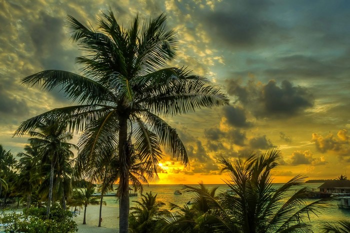 Palm trees at sunset over the ocean in the Maldives