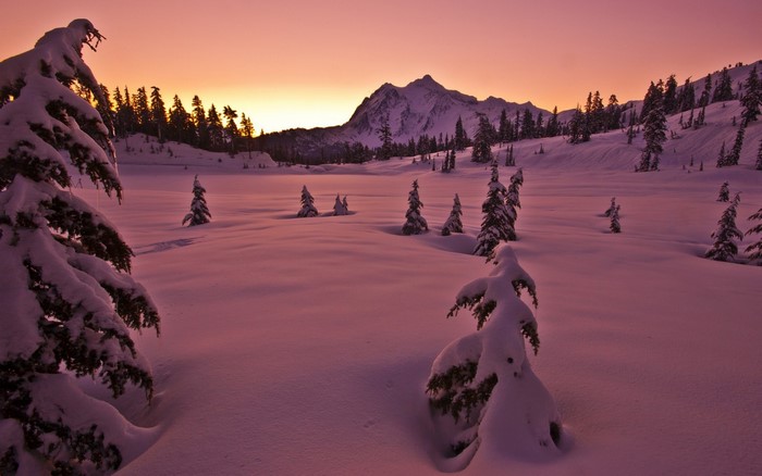 Snowy landscape with pine trees and mountain at sunset