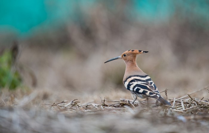 Hoopoe bird with crest standing on dry grass