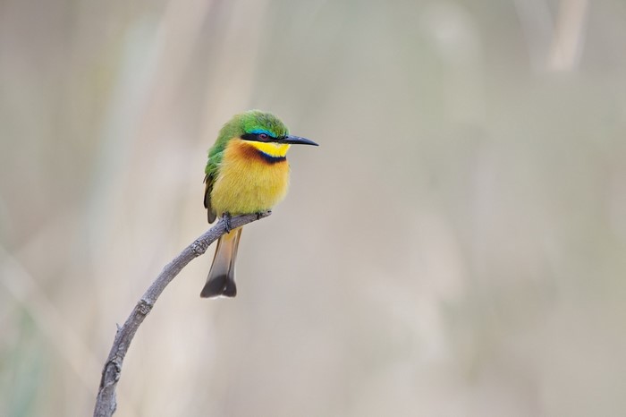 Colorful Small Bird Perched on Branch