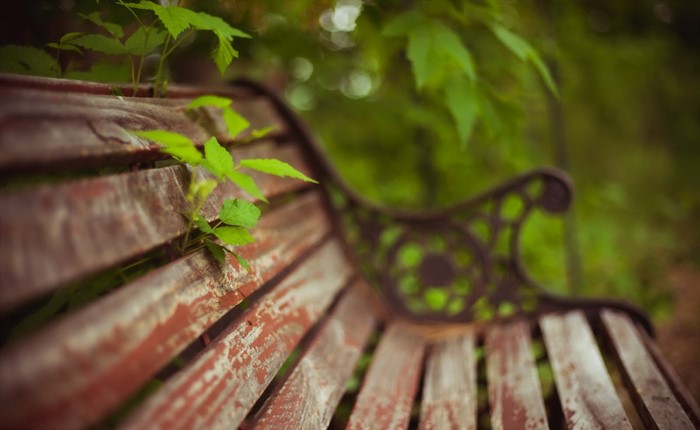 Green plants growing on a weathered wooden park bench