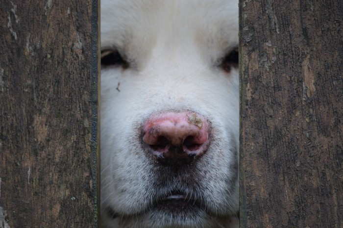 Close-up of a white dog's face through wooden fence