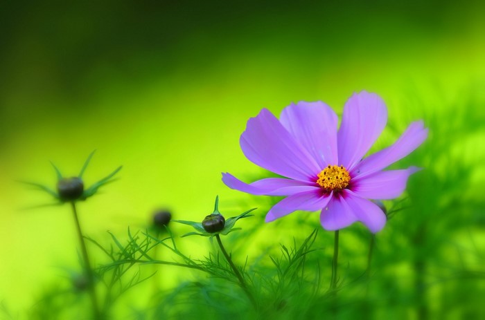 Purple cosmos flower with buds in green field