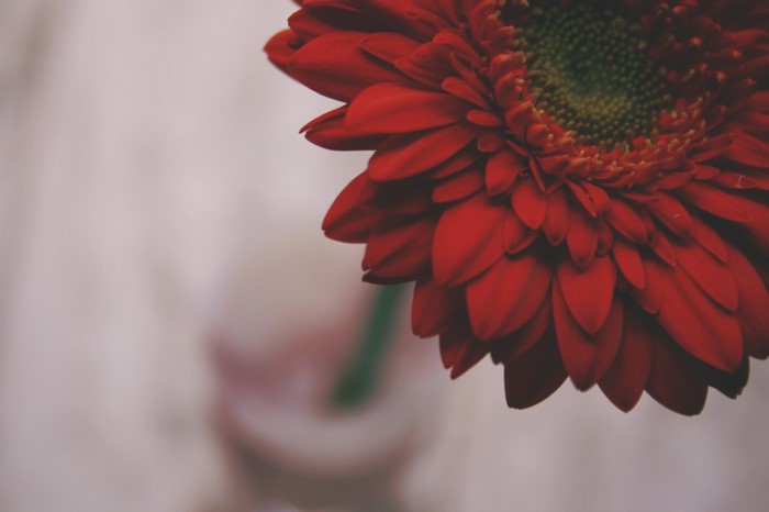 Close-up of a red Gerbera daisy flower