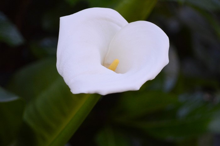 Close up of a white Calla Lily flower with a yellow stamen